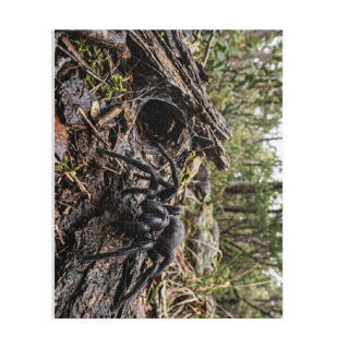 Funnel-Web Spider Puzzle 12