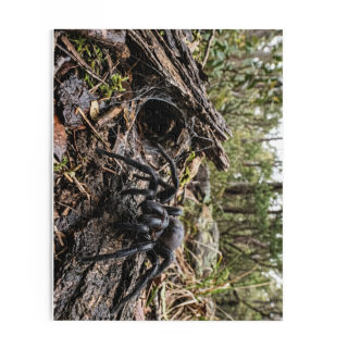 Funnel-Web Spider Puzzle 10