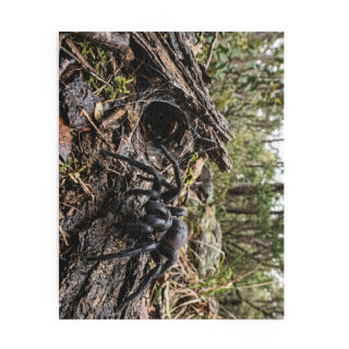Funnel-Web Spider Puzzle 11