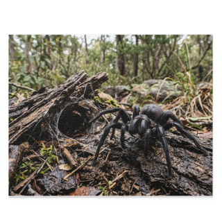 Funnel-Web Spider Puzzle 3