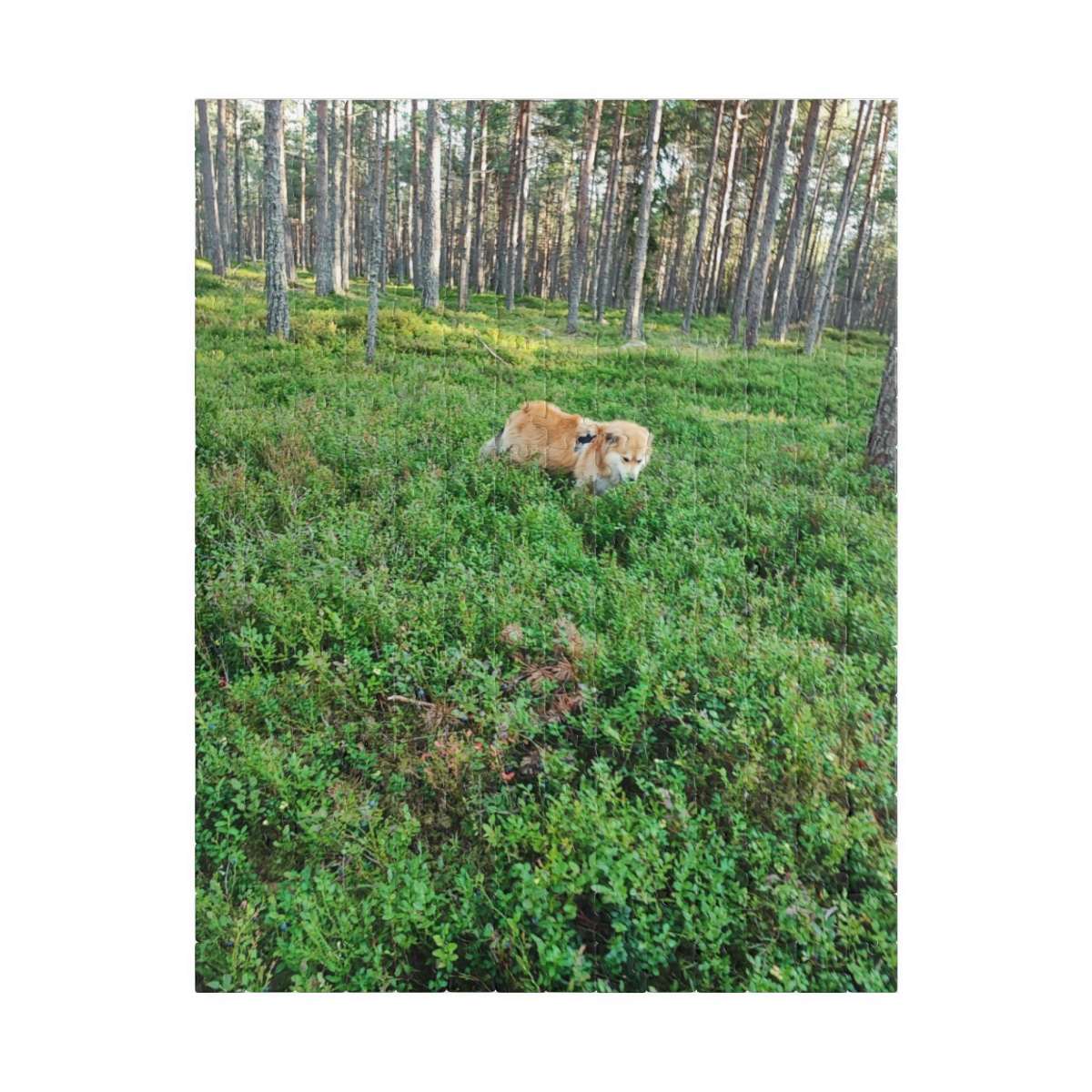 Fox in Mossy Forest Puzzle | Photo Jigsaw, 110–1014 pcs