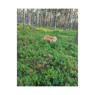 Fox in Mossy Forest Puzzle | Photo Jigsaw, 110–1014 pcs