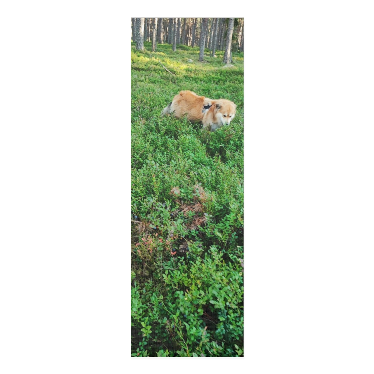 Dog in the Forest Foam Yoga Mat | Dog Resting Among Lingonberry Bushes