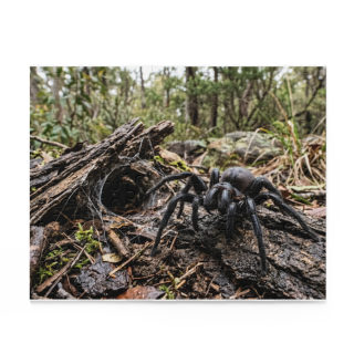Funnel-Web Spider Puzzle 4