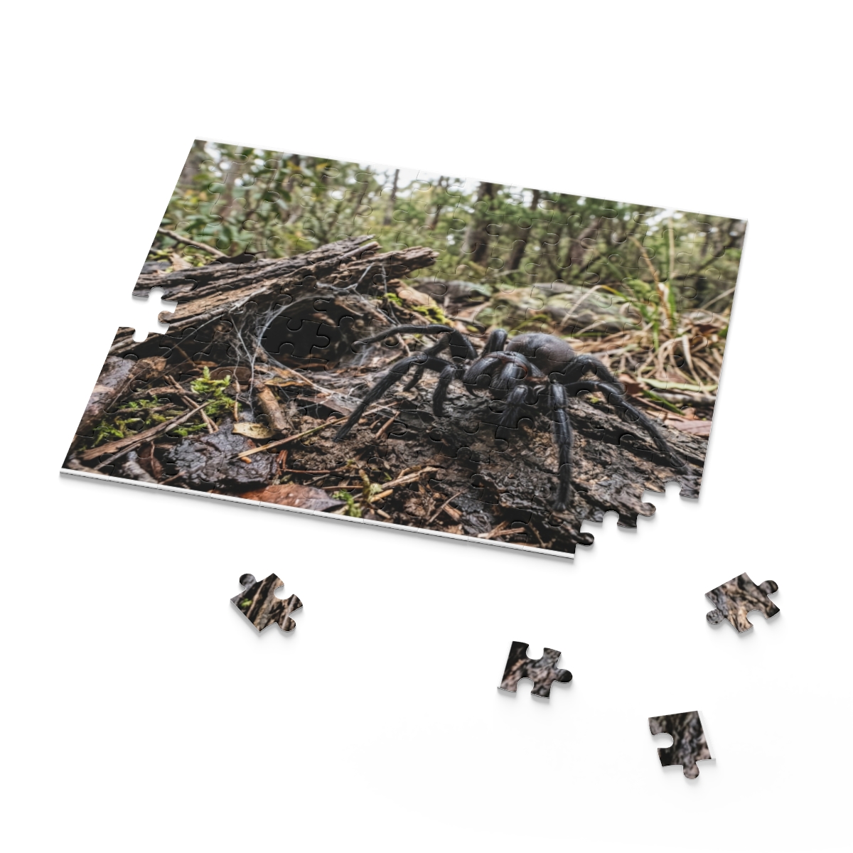Funnel-Web Spider Puzzle