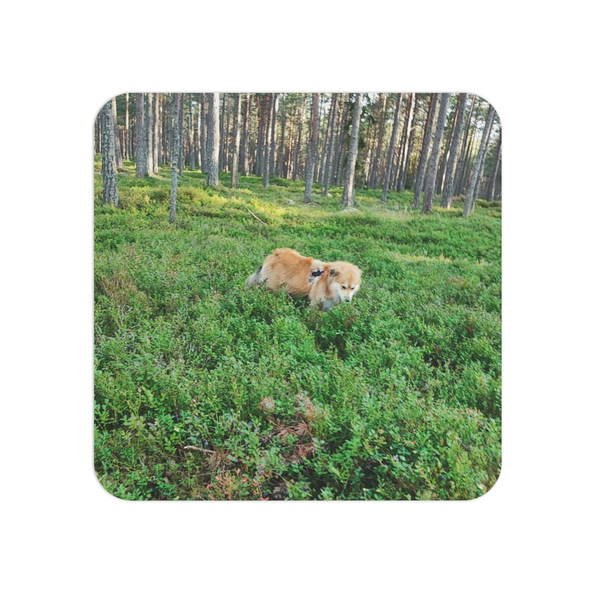 Cow in Forest Coasters | Square Drink Coaster Set