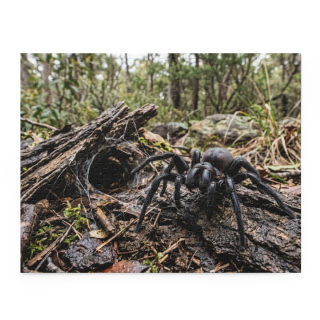 Funnel-Web Spider Puzzle 2