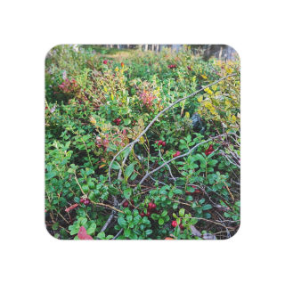 Wild Berry Nature Photo Coaster
