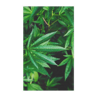 Cannabis Leaf Tea Towel | Kitchen Towel, Herb Botanical Print 2