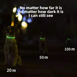 Luminous LED Dog Collar for Night Walks