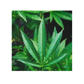 Green Cannabis Leaf Face Towel 2