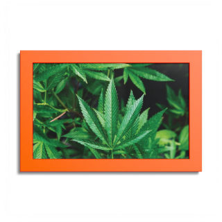 Cannabis leaf poster with colored frame 4