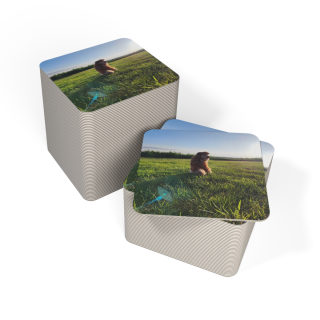 Sunlit Dog in Field Coasters | Square Photo Coaster, Pack of 50 or 100 8