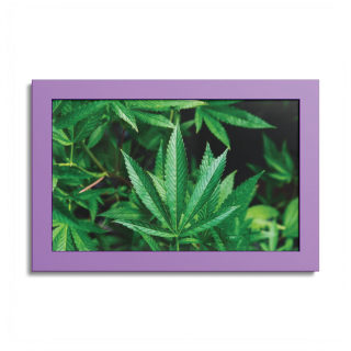 Cannabis leaf poster with colored frame 9
