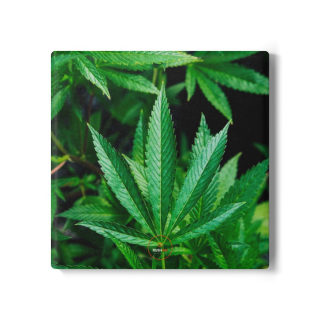 Marijuana leaf ceramic coaster | round cork-back drink mat 2