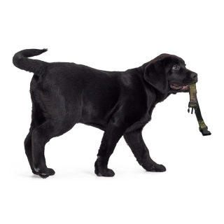 Pet Collar 6