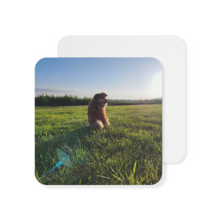 Sunlit Dog in Field Coasters | Square Photo Coaster, Pack of 50 or 100 6