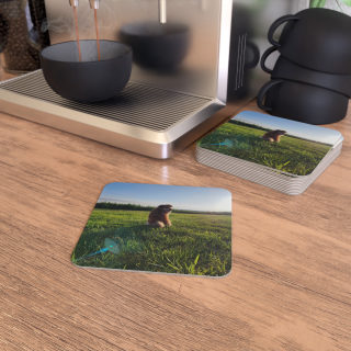 Sunlit Dog in Field Coasters | Square Photo Coaster, Pack of 50 or 100 10