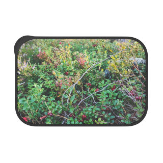 Wild Berry Forage PLA Bento Box with Band and Utensils | Nature Photo Lunchbox