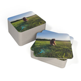 Sunlit Dog in Field Coasters | Square Photo Coaster, Pack of 50 or 100 7