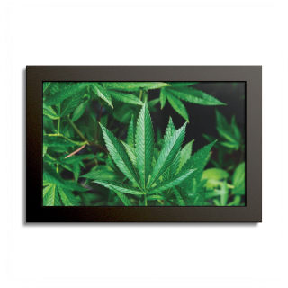 Cannabis leaf poster with colored frame 3