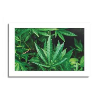 Cannabis leaf poster with colored frame
