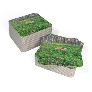Cow in Forest Coasters | Square Drink Coaster Set 7