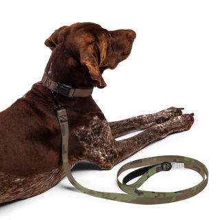 Pet Leash 6