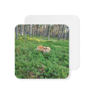 Cow in Forest Coasters | Square Drink Coaster Set 5