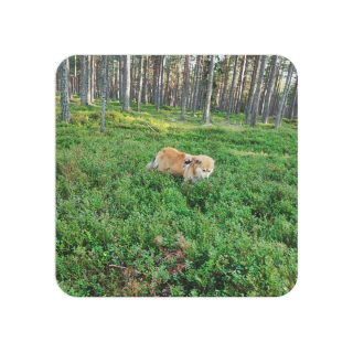 Cow in Forest Coasters | Square Drink Coaster Set