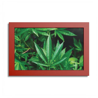 Cannabis leaf poster with colored frame 2