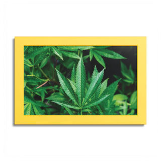 Cannabis leaf poster with colored frame 5