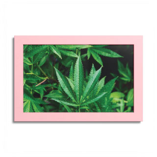 Cannabis leaf poster with colored frame 10