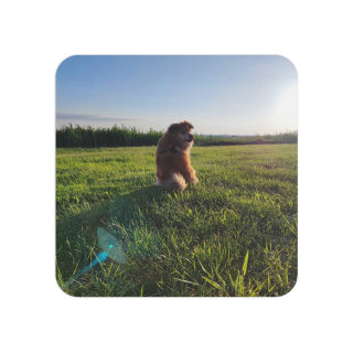Sunlit Dog in Field Coasters | Square Photo Coaster, Pack of 50 or 100