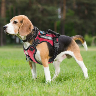 Shock-Absorbing Reflective Pet Chest Strap Harness | Night Vision Leash 3