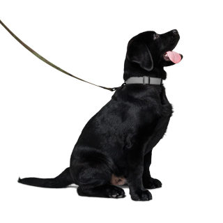 Pet Leash 4